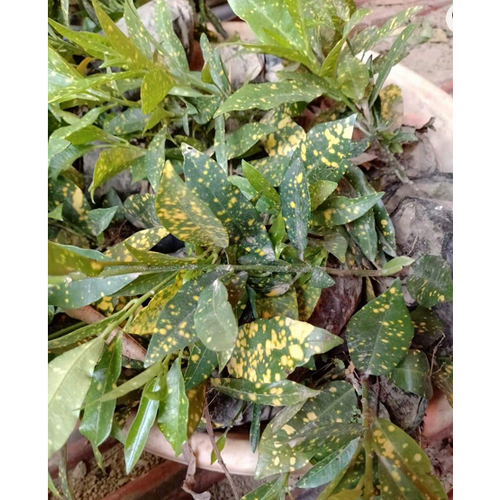 Crotons Plant