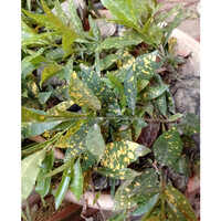 Crotons Plant - Breed: Hybrid Or Local Variant
