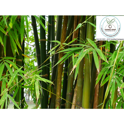 Tissu Culture Plant