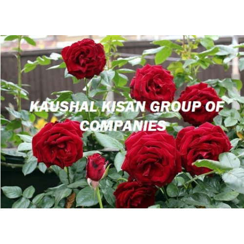 Hybrid Tea Rose Plant
