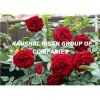 Hybrid Tea Rose Plant - Color: Green