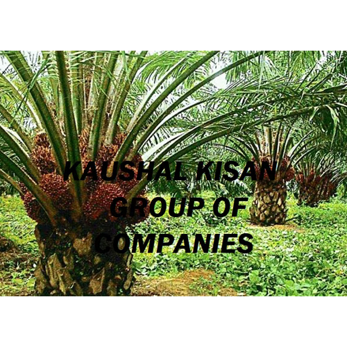 Palm Oil Plant