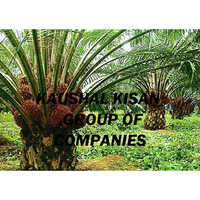 Palm Oil Plant - Breed: Hybrid Or Local Variant