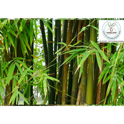 Bamboo Plant