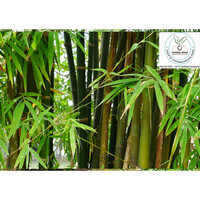 Bamboo Plant