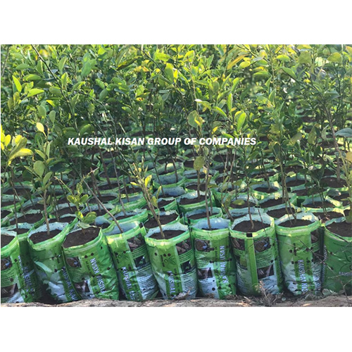 Tissue Culture Kagzi Lemon