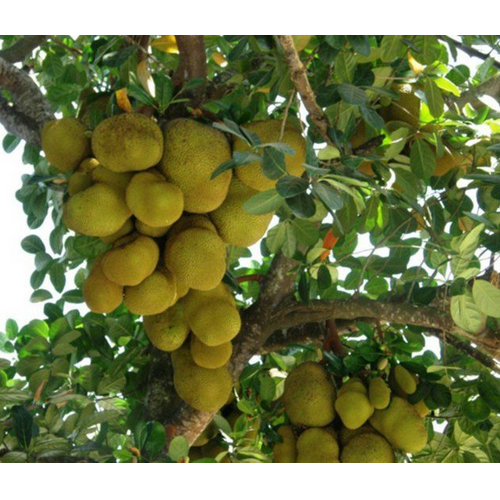 Jackfruit Plant - Breed: Hybrid Or Local Variant