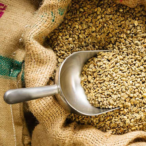 Pure Green Coffee Beans - Cultivation Type: Common