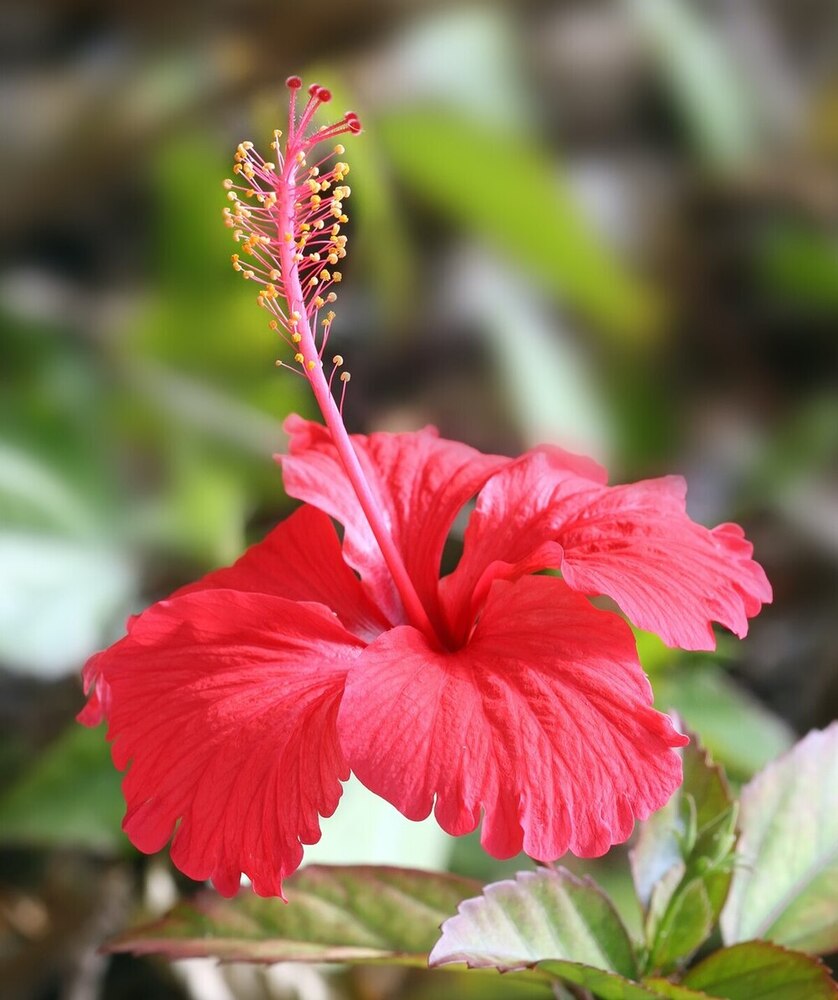 Hibiscus Flower - Color: Mix Colour