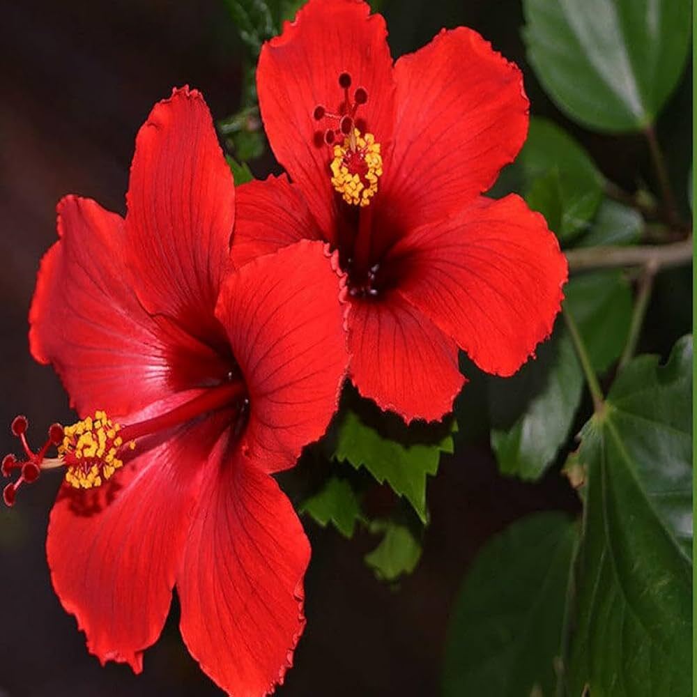 Hibiscus Flower - Color: Mix Colour
