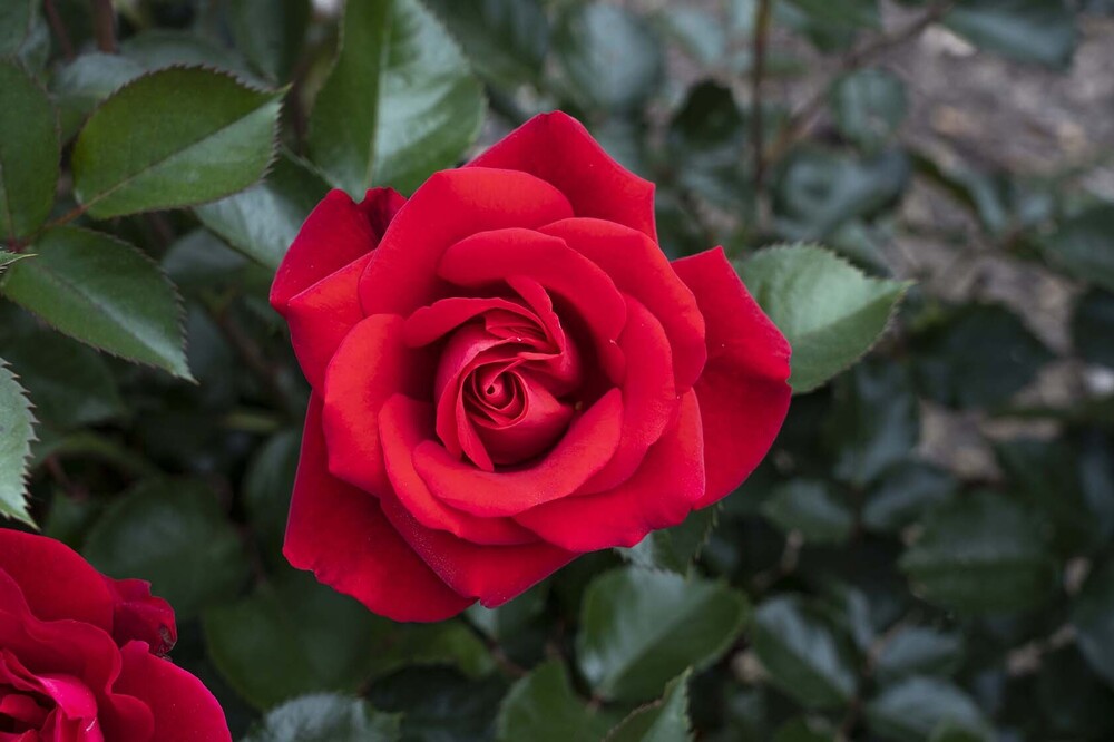 Red Rose