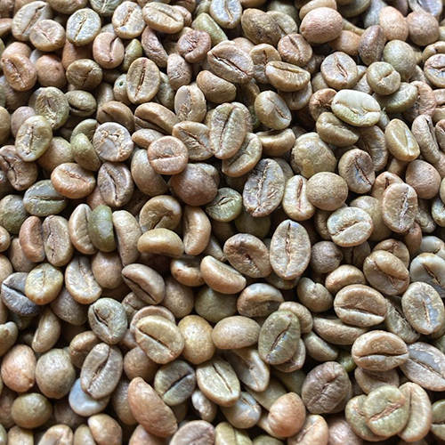 Robusta Cherry (Rc A) Coffee Beans - Cultivation Type: Common