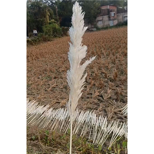 Grass Flower