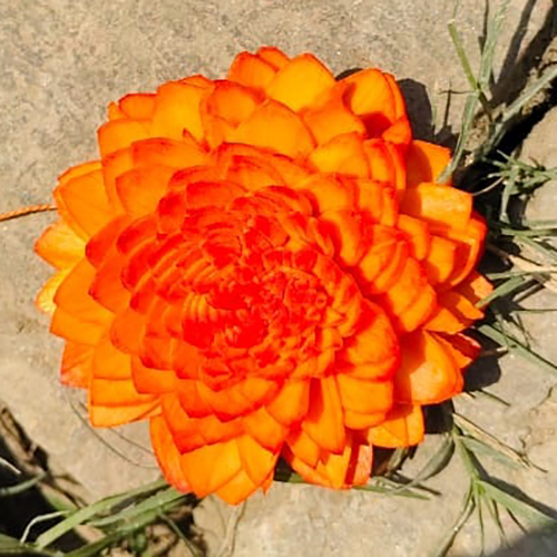 Natural Sola Flower - Color: Orange