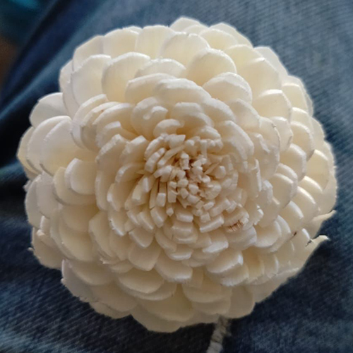 White Single Sola Flower