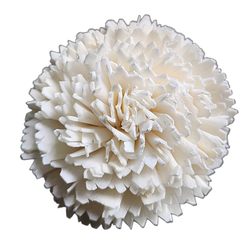 White Sola Flower