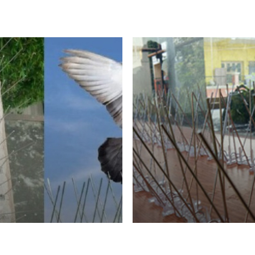 Bird Spikes