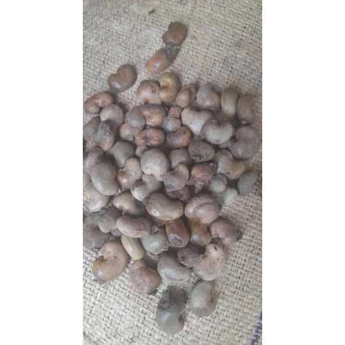 Gambia Raw Cashew Nut - Cultivation Type: Organic