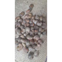 Gambia Raw Cashew Nut