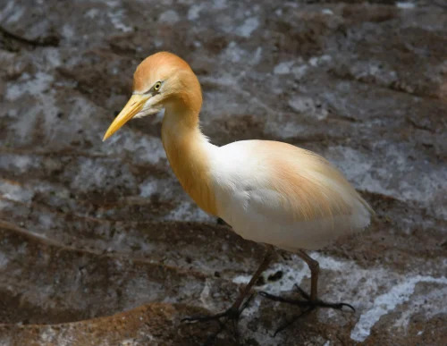 Product Photography Services