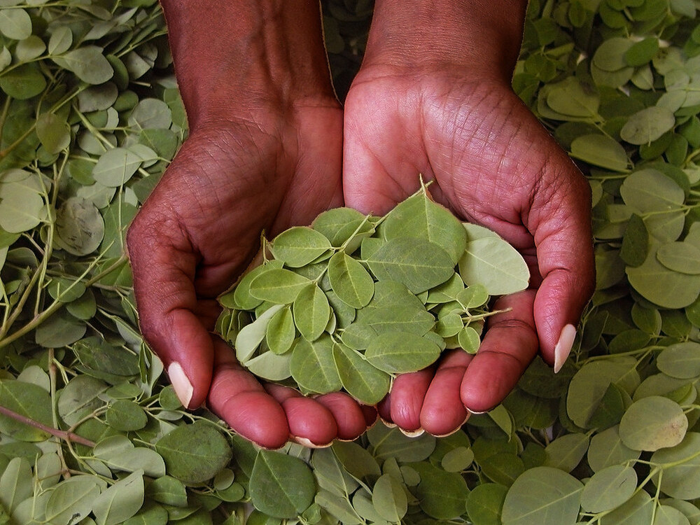 Moringa Leaf Powder