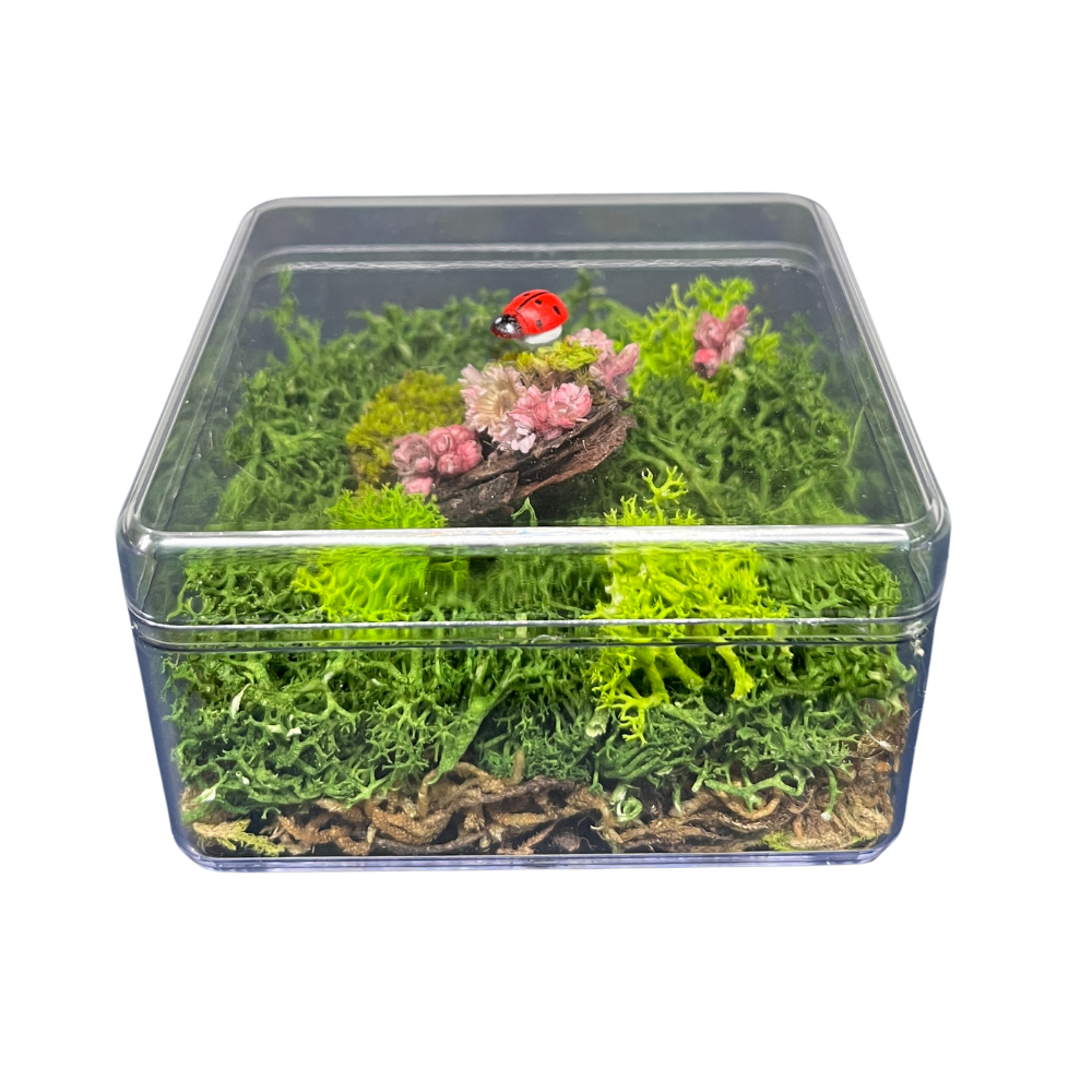 Farm Studio - Evergreen Earth Box | 3 X 3 Inch | Openable Preserved Moss Art | Handmade Zero Maintenance Decor | Real Touch Mini Terrarium | Exquisite Natural Gift - Color: Multicolor