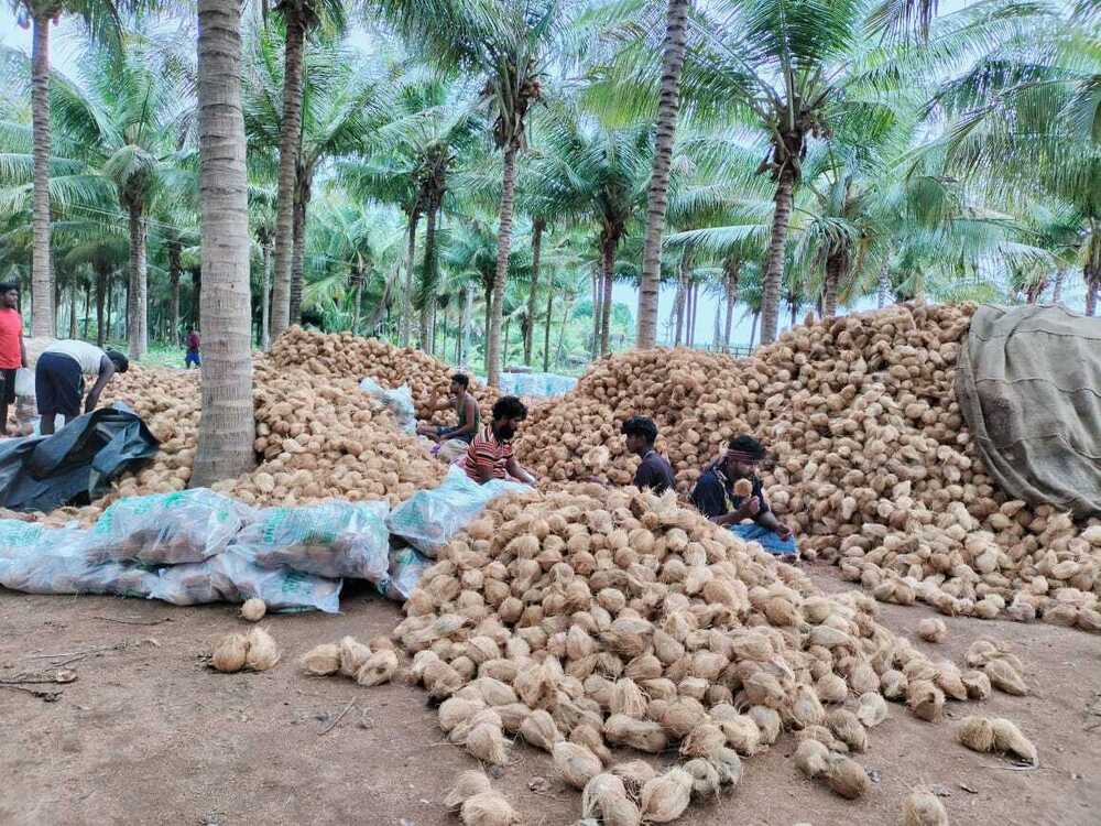 natural Cocount Fiber