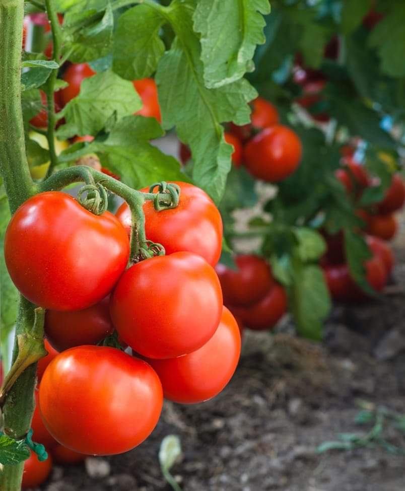 Tomato Polyhouse Structure - Features: Eco Friendly