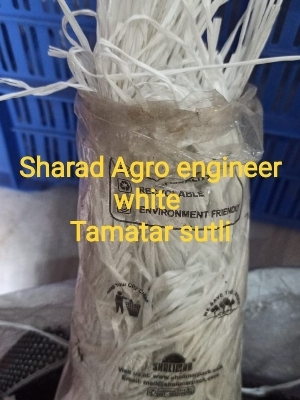 Tamatar sutli white