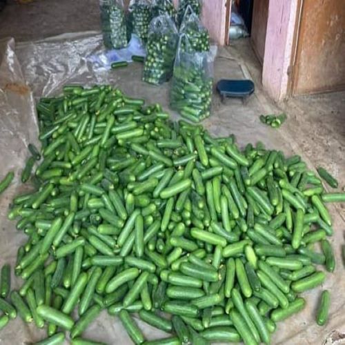 Cucumber Polyhouse Structure - Features: Eco Friendly