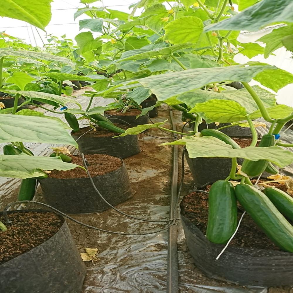 Cucumber Polyhouse Structure - Features: Eco Friendly
