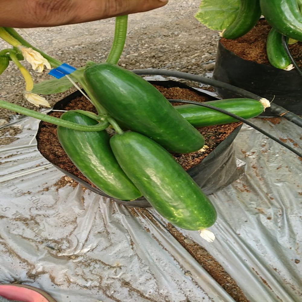 Cucumber Polyhouse Structure - Features: Eco Friendly