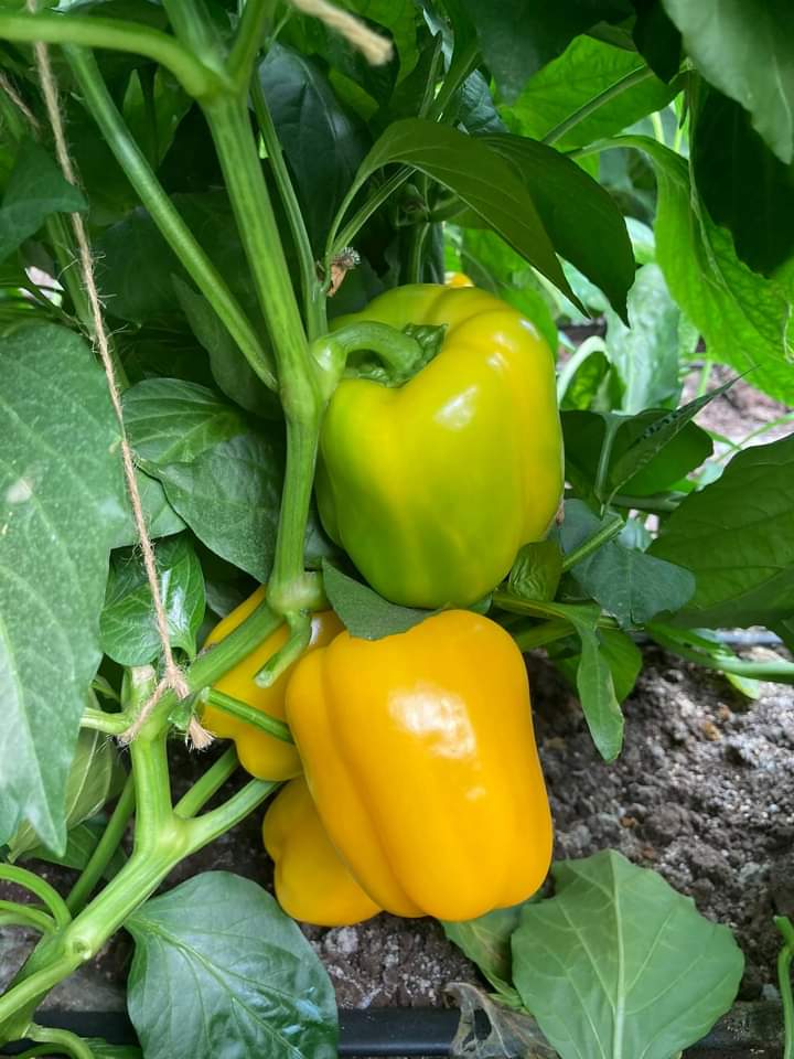 Yellow Capsicum Polyhouse