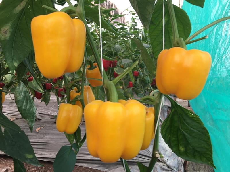 Yellow Capsicum Polyhouse