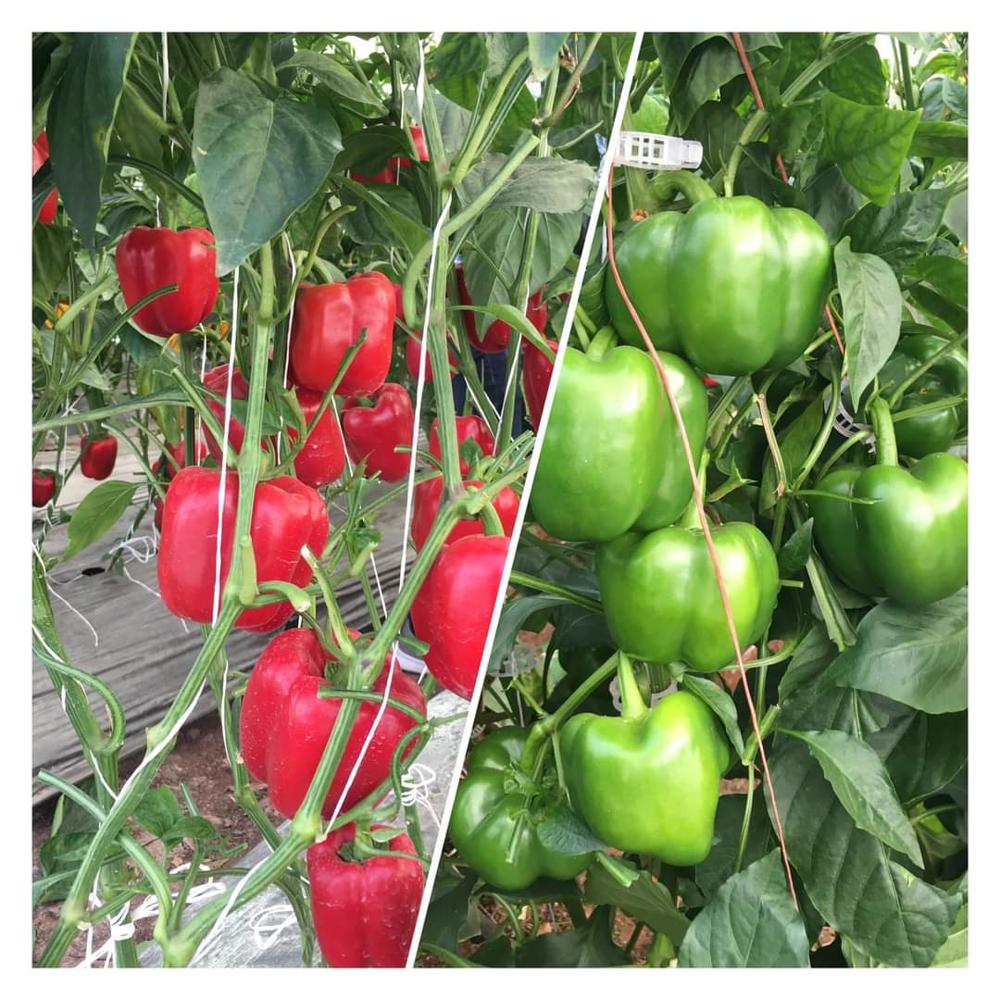 Red Capsicum Polyhouse