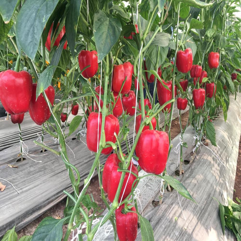 Red Capsicum Polyhouse