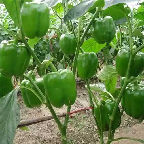 Green Capsicum Polyhouse