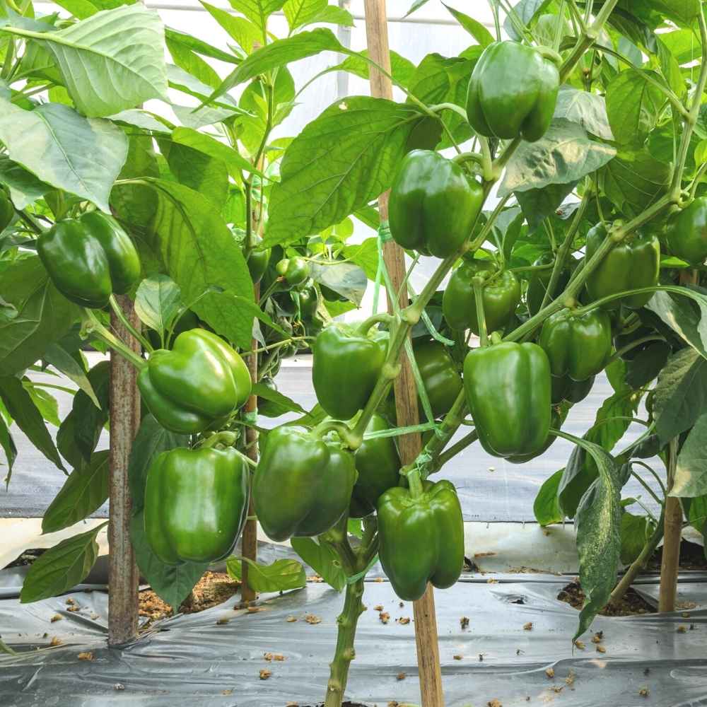 Green Capsicum Polyhouse
