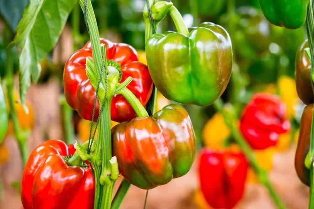 Red Capsicum Polyhouse