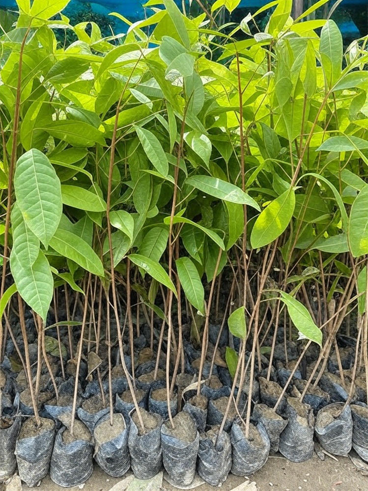 Mahogany Plants