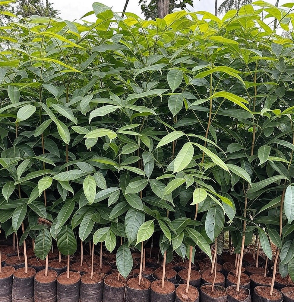Mahogany Plants