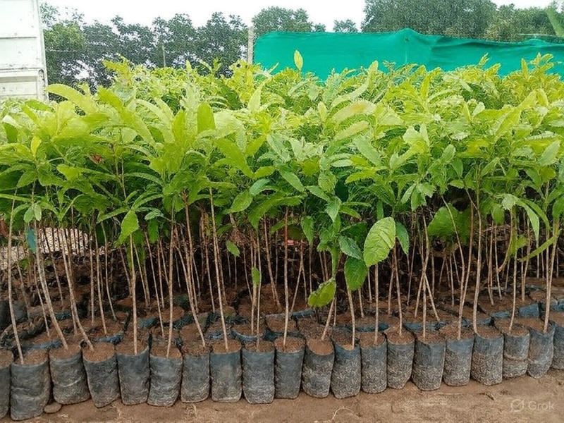 Mahogany Plants