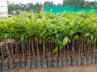 Mahogany Plants