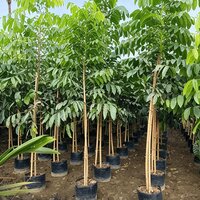 Mahogany Plants