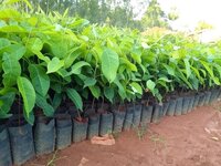 Mahogany Plants