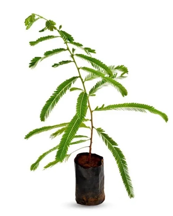 Amla Plants