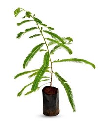 Amla Plants