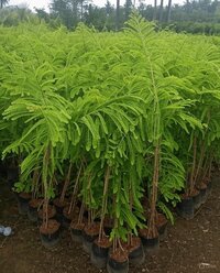 Amla Plants