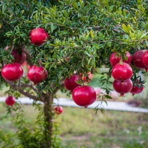 Anar Plants