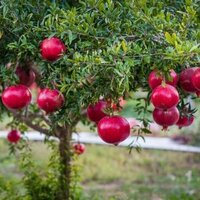 Anar Plants